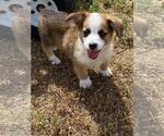 Small #2 Aussie-Corgi