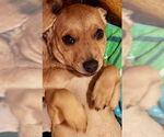 Small #2 Chihuahua Mix