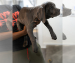 Small #3 Cane Corso