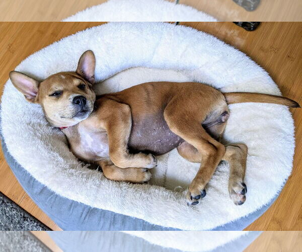 Medium Photo #30 Boston Terrier-Unknown Mix Puppy For Sale in Shermans Dale, PA, USA