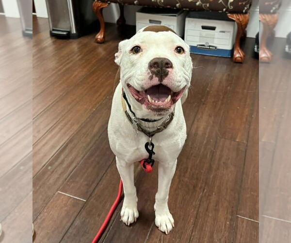 Medium Photo #4 Mutt Puppy For Sale in Holly Springs, NC, USA