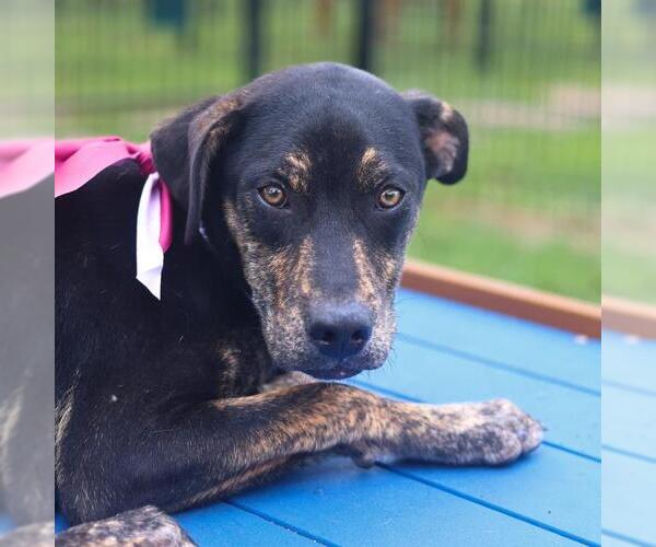Medium Photo #1 Mutt Puppy For Sale in San Antonio, TX, USA
