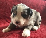 Small Photo #2 Miniature Australian Shepherd Puppy For Sale in VERNONIA, OR, USA