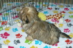 Small Photo #4 ShihPoo Puppy For Sale in ORO VALLEY, AZ, USA
