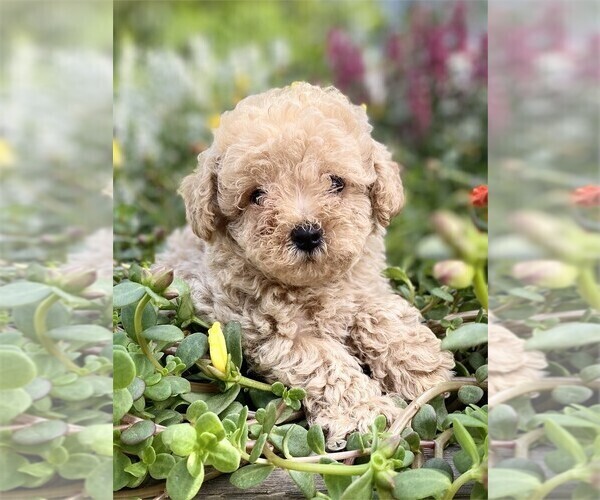 Medium Photo #5 Poodle (Toy) Puppy For Sale in ORLANDO, FL, USA
