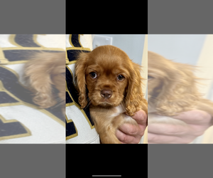 Cavalier King Charles Spaniel Puppy for sale in SYRACUSE, IN, USA