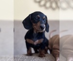 Small Dachshund