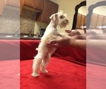 Small Photo #19 Schnauzer (Miniature) Puppy For Sale in COLONIAL HEIGHTS, TN, USA