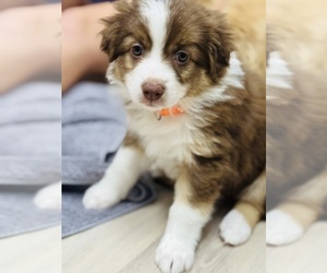 Medium Australian Shepherd
