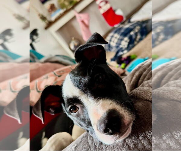 Medium Photo #7 Mutt Puppy For Sale in Germantown, OH, USA