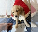 Small Photo #18 Golden Retriever Puppy For Sale in KENOVA, WV, USA
