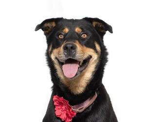 Medium Rottweiler Mix