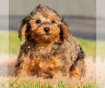 Puppy Rohan Yorkipoo