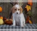 Small Photo #2 Labradoodle-Poodle (Miniature) Mix Puppy For Sale in FREDERICKSBG, OH, USA