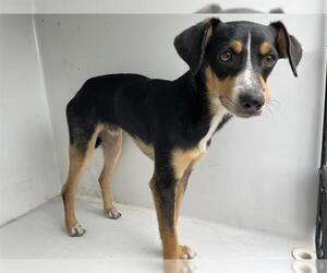 Chihuahua-Unknown Mix Dogs for adoption in Houston, TX, USA