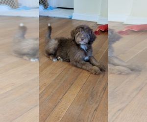 Aussiedoodle Puppy for sale in PAMPLIN, VA, USA
