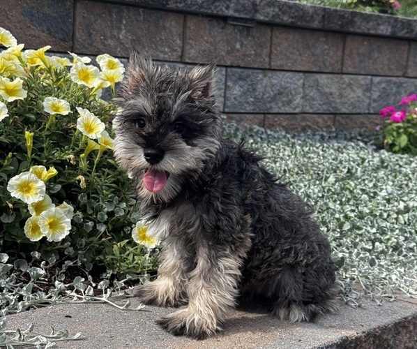 Medium Photo #3 Schnauzer (Miniature) Puppy For Sale in CANOGA, NY, USA