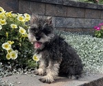 Small #2 Schnauzer (Miniature)
