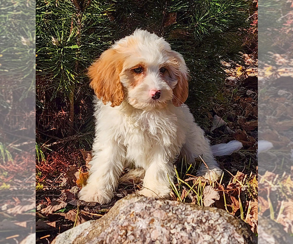 Medium Photo #3 Cavapoo (Miniature)-Poodle (Standard) Mix Puppy For Sale in CAPAC, MI, USA