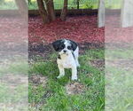 Small #2 Shih Tzu