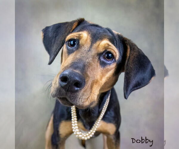 Medium Photo #1 Coonagle Puppy For Sale in Hot Springs Village, AR, USA