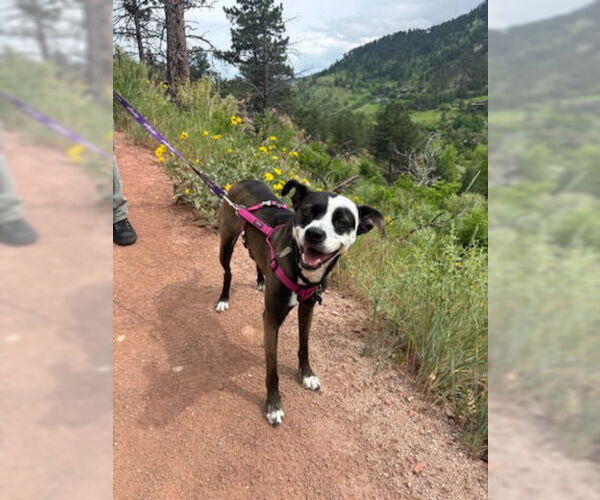 Medium Photo #5 Mutt Puppy For Sale in Fort Collins, CO, USA