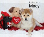 Puppy Macy Shiba Inu