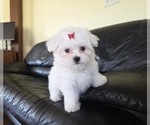 Small Photo #3 Maltese Puppy For Sale in SANTA CLARITA, CA, USA
