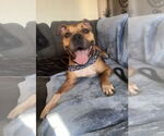 Small #8 Boxer-German Shepherd Dog Mix