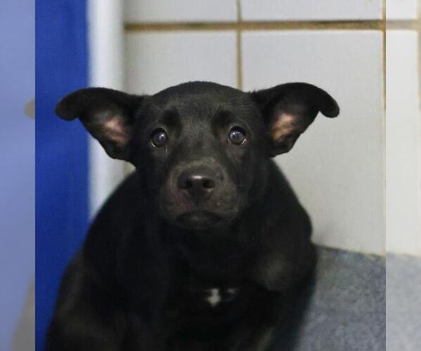 Medium Photo #1 American Staffordshire Terrier-Unknown Mix Puppy For Sale in San Antonio, TX, USA