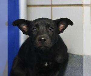 American Staffordshire Terrier-Unknown Mix Dogs for adoption in San Antonio, TX, USA