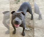 Small #1 American Pit Bull Terrier