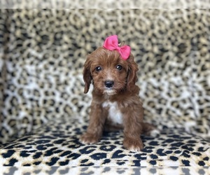 Cavapoo Puppy for sale in LAKELAND, FL, USA