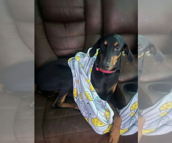 Medium Photo #2 Doberman Pinscher Puppy For Sale in Bullard, TX, USA