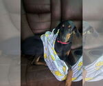 Small #1 Doberman Pinscher