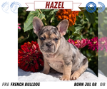 Small #10 French Bulldog