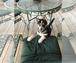Small Photo #27 Siberian Husky Puppy For Sale in WASHBURN, WI, USA