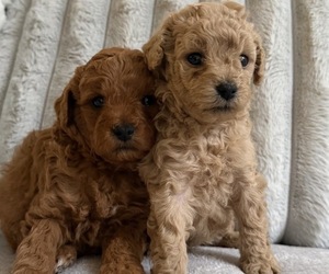 Poodle (Toy) Puppy for sale in WORCESTER, MA, USA