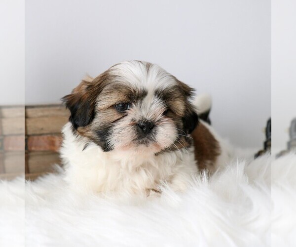 Medium Photo #2 Shih Tzu Puppy For Sale in ARTHUR, IL, USA