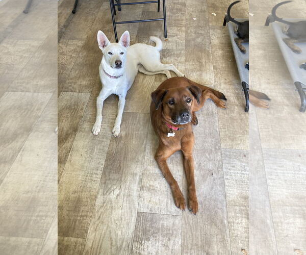 Medium Photo #5 Mutt Puppy For Sale in San Diego, CA, USA