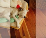 Small Photo #6 Mutt Puppy For Sale in Sandy, UT, USA