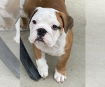 Small Photo #34 Bulldog Puppy For Sale in NORCO, CA, USA