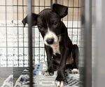 Small #2 Feist Terrier-Labrador Retriever Mix