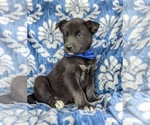 Small Photo #2 Labrador Retriever-Siberian Husky Mix Puppy For Sale in LINCOLN UNIV, PA, USA