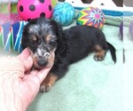 Small #3 Dachshund