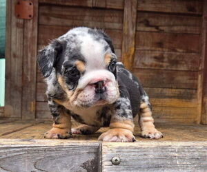 English Bulldog Puppy for sale in CHICAGO, IL, USA