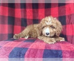 Small #6 Cavapoo