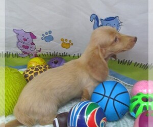 Dachshund Puppy for sale in RATTAN, OK, USA