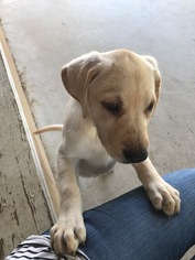 Labrador Retriever Puppy for sale in CAPRON, VA, USA