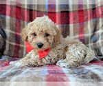 Small Photo #5 Bichpoo Puppy For Sale in LANCASTER, PA, USA